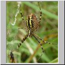 Argiope bruennichi - Wespenspinne 03.jpg